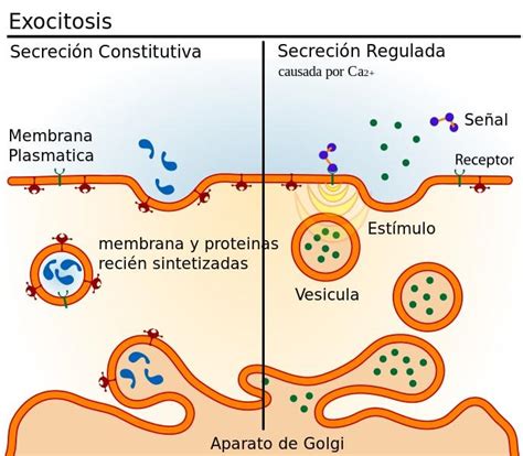 Esquema que muestra las vesículas intracelulares (GSV) conteniendo GLUT4 y su proceso de exocitosis hacia la membrana plasmática en respuesta a estímulos.