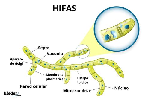 Ilustración microscópica de levaduras y hifas fúngicas.