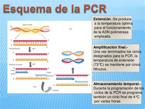 Esquema de la Reacción en Cadena de la Polimerasa (RPC) y su aplicación en diagnóstico micológico.