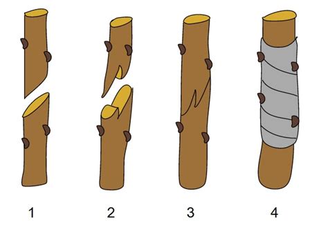 Esquema del proceso de injerto de manzanos