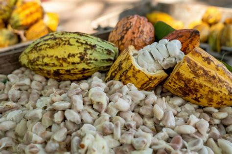 Esquema de extracción de manteca de cacao de los granos