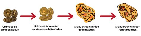 Diagrama explicando la formación de almidón resistente en la pasta