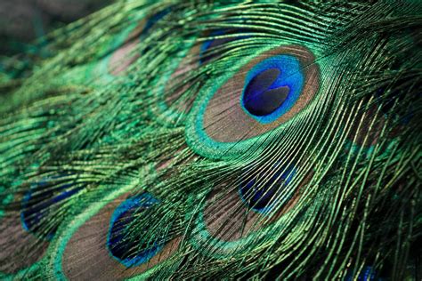 Detalle de una torta con decoración inspirada en las plumas de un pavo real, mostrando la intensidad de los colores y la textura de las plumas.