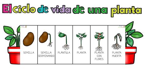 Esquema comparativo: ciclo de vida de la planta desde la semilla, germinado, brote hasta la microplanta.