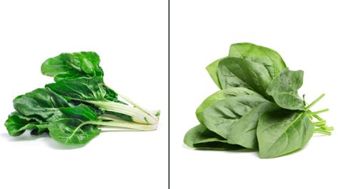 Fotografía de un surtido variado de hojas verdes: espinacas, rúcula, acelgas y kale.