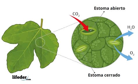 Esquema que muestra la absorción de aminoácidos a través de los estomas de la hoja y su impacto en el metabolismo vegetal.