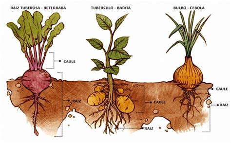 Esquema comparativo entre tubérculos de tallo (papa) y raíces tuberosas (camote, yuca, zanahoria)