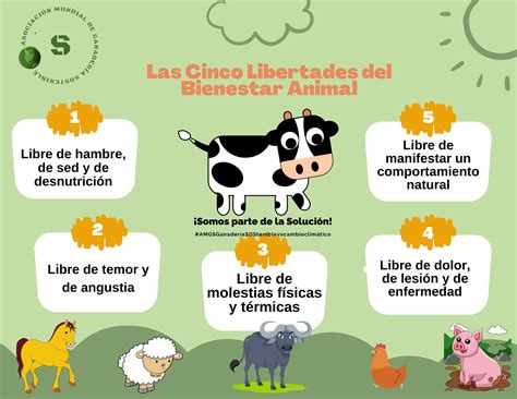 Infografía detallando las prácticas de bienestar animal implementadas por Agrosuper.