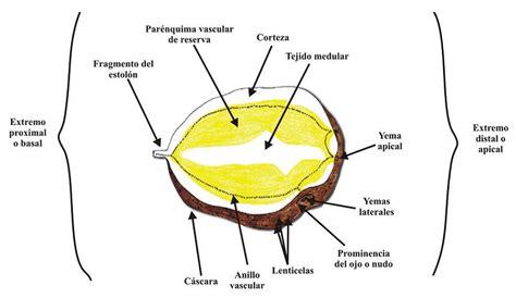 Diagrama mostrando cómo pelar correctamente un tubérculo de yuca, diferenciando la corteza exterior de la pulpa interior.