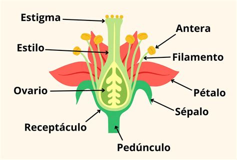 Esquema de la flor: partes masculinas (estambres) y femeninas (pistilo/carpelos) y el proceso de polinización