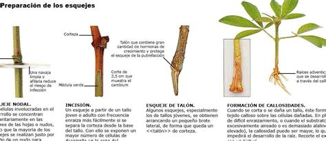 Infografía mostrando la técnica de esquejes y propagación por rizomas