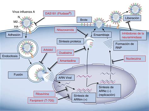 Esquema molecular que muestra la inhibición de la enzima lanosterol 14-α-demetilasa por el itraconazol, bloqueando la conversión a ergosterol.