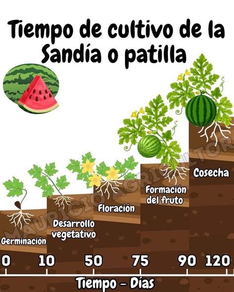 Infografía que muestra el proceso de cultivo de la sandía en Chile y su consumo tradicional con harina tostada.