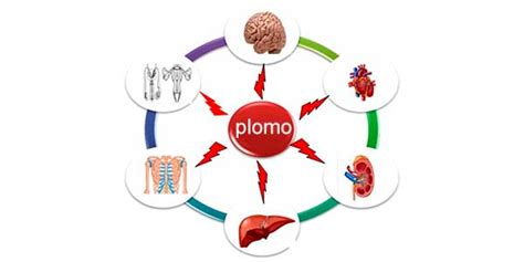 Gráfico mostrando los efectos del plomo en la salud humana