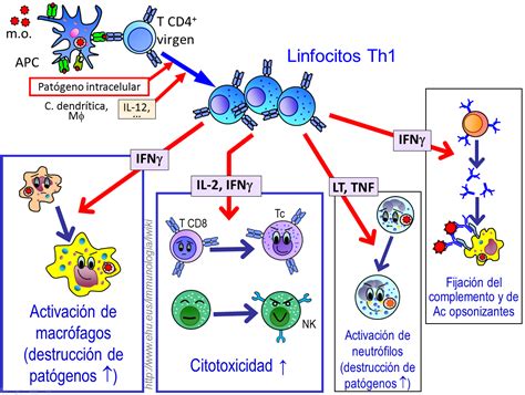 Esquema de la activación de linfocitos Th1 y la formación de granulomas mediada por citocinas como IL-12, IL-2 e interferón gamma.