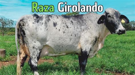 Fotografía de una vaca de la raza Girolando