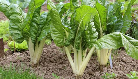 Acelga creciendo en la huerta, mostrando el desarrollo de nuevas hojas