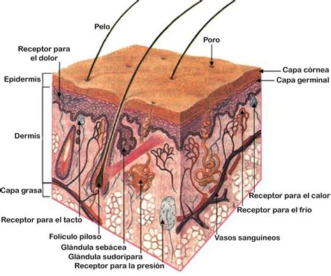 Esquema sobre la composición de la piel de la batata y su aporte de fibra y antioxidantes