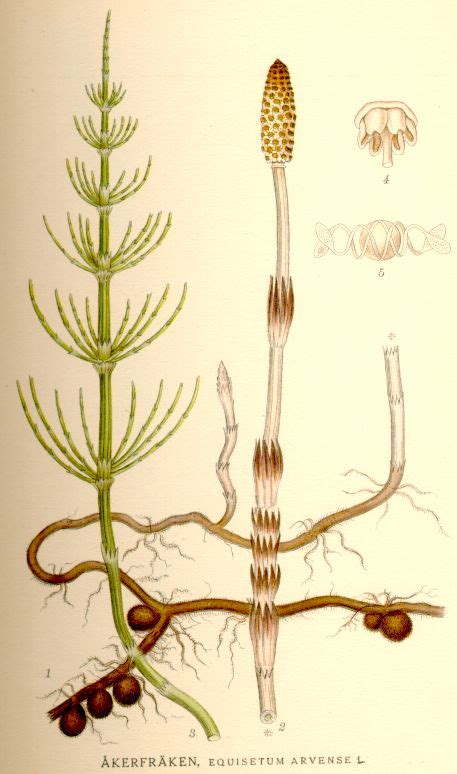 ilustración de la planta Equisetum arvense en su hábitat natural