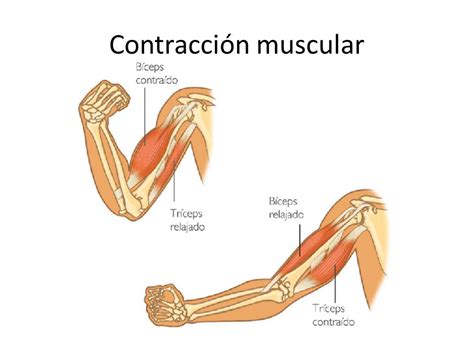 esquema mostrando el proceso de contracción y relajación de las fibras musculares de la carne al cocinarse y enfriarse