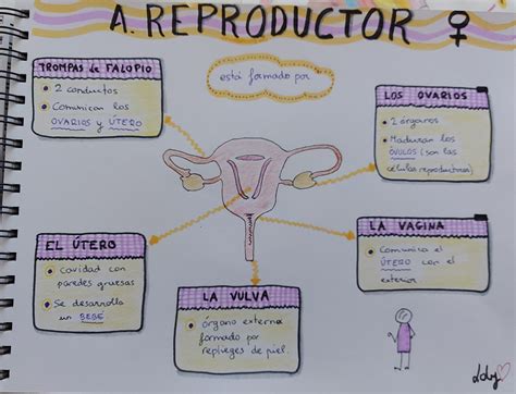 Esquema de la anatomía del sistema reproductor femenino resaltando el cuello uterino como zona de toma de muestra.