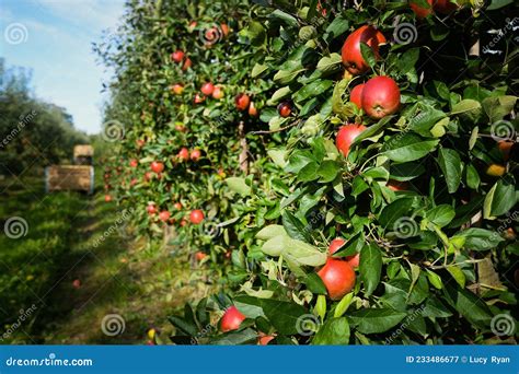 Campo de manzanos listos para la cosecha