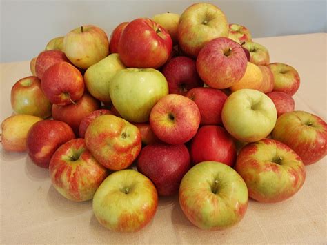 Distintos cultivares de manzanas recién cosechadas