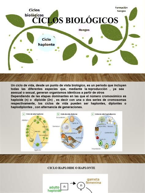 Infografía técnica que detalla la morfología y el ciclo biológico de especies bentónicas como jaibas, locos y lapas.