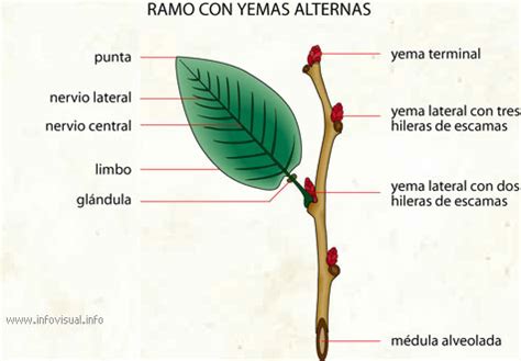 Esquema de las ramillas y yemas del membrillero con detalle de la pubescencia.