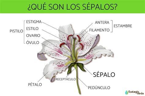 Ilustración detallada de la flor del membrillo, mostrando pétalos, sépalos y estambres.