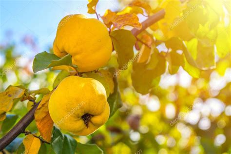 Fotografía de frutos maduros de membrillo, mostrando su forma piriforme y color amarillo.