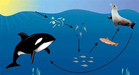 Esquema de la cadena trófica marina con lobos marinos y actividad pesquera