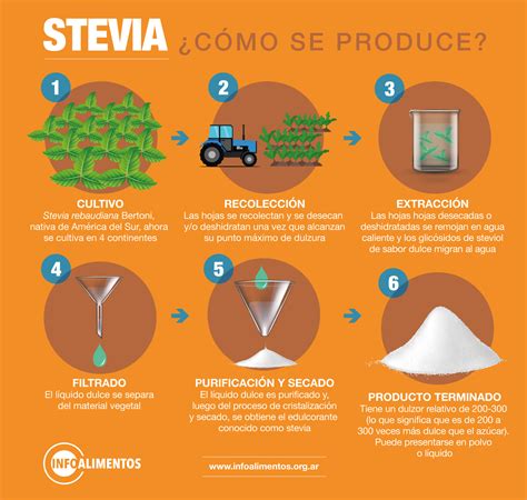 Imagen: Planta de Stevia rebaudiana o infografía sobre el proceso de extracción de esteviol