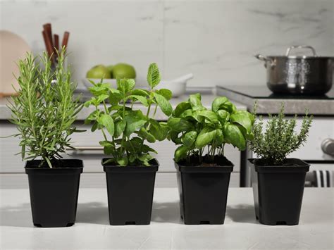 Fotografía de conjunto de macetas con romero, albahaca y menta bien cuidadas en un entorno urbano