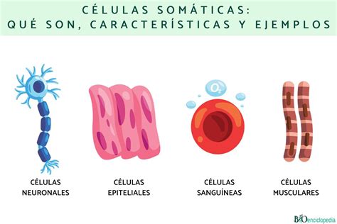 Esquema de los tipos de células somáticas encontradas en la leche de rumiantes