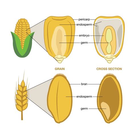Diagrama que muestra la estructura interna de un grano de maíz para palomitas, destacando la cáscara gruesa y el contenido de humedad y almidón.