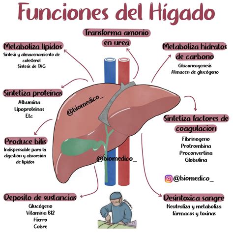 Esquema anatómico que muestra las funciones principales del hígado: filtración, metabolismo y almacenamiento de energía.