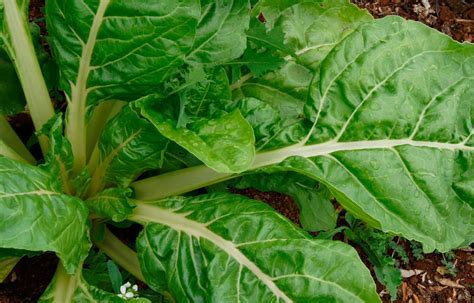 Ilustración botánica de la planta de acelga con detalle de hojas y pencas.