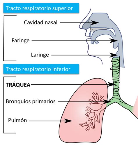 Esquema del sistema respiratorio mostrando el camino del aire frío a través de la tráquea y los bronquios hacia los pulmones.