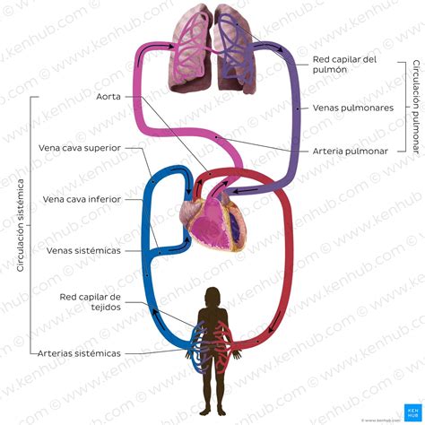 Representación esquemática del corazón y el sistema circulatorio, mostrando el flujo sanguíneo y posibles áreas de restricción.