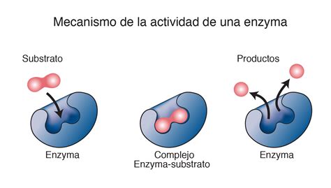 Diagrama mostrando enzimas rompiendo fibras de carne