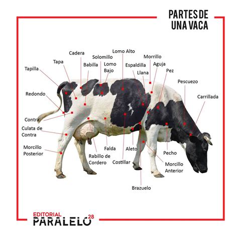 Esquema de las partes traseras de una vaca utilizadas para la cecina