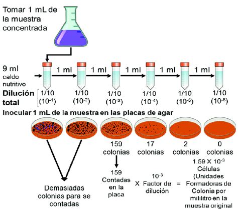 Infografía sobre el cálculo de diluciones seriadas: pasos necesarios para reducir la concentración de una muestra de forma gradual.