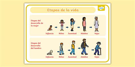 Diagrama del ciclo de vida de la lapa, mostrando las etapas larvales