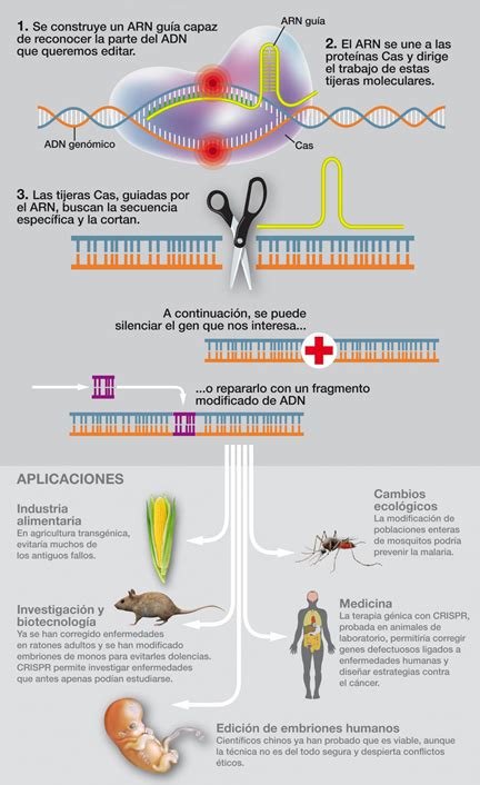 Infografía comparativa sobre la eficacia de CRISPR/Cas9 frente a métodos convencionales de edición genética en arroz.