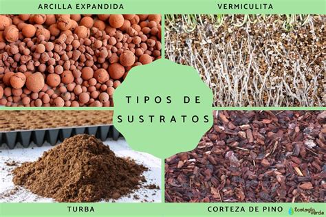 Infografía que muestra los tipos de sustratos según la necesidad de la planta y cómo crear una capa de drenaje con arcilla expandida o piedra pómez.