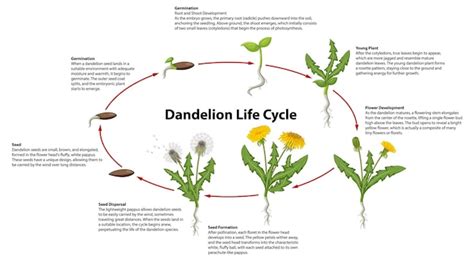 Infografía: Ciclo de vida de una plaga común del brócoli y puntos de control
