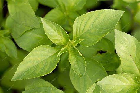 Composición de hojas de albahaca fresca y frambuesas maduras.