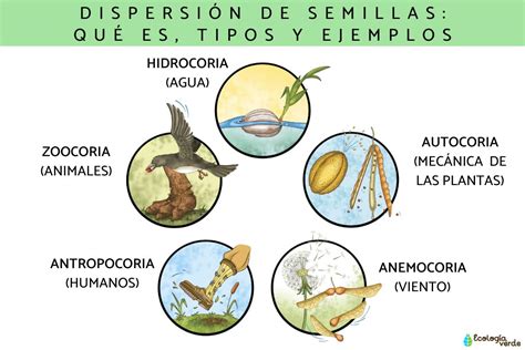 Esquema comparativo de frutos leguminosos y semillas esféricas presentes en arbustos nativos