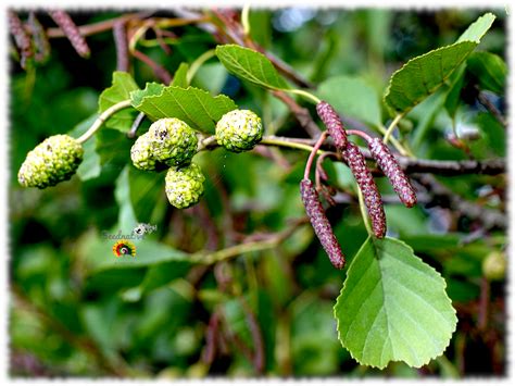 Fotografía del Aliso Común (Alnus glutinosa) en su hábitat natural